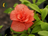 Azalea japonica 'Cherie'